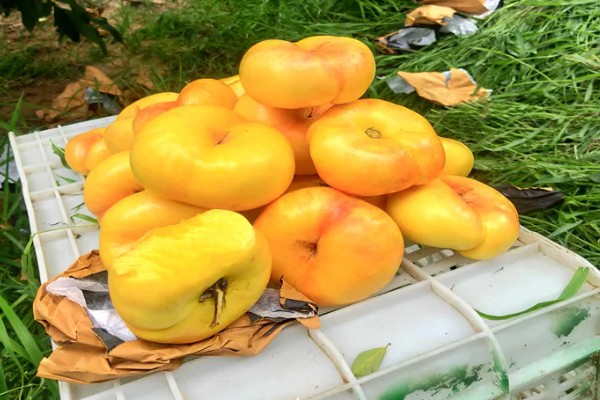 油蟠5号桃苗有什么特点，成熟时间早、果实风味甘甜