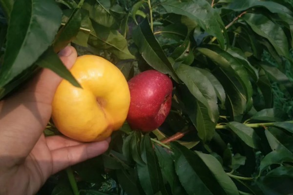 油蟠5号桃苗有什么特点，成熟时间早、果实风味甘甜