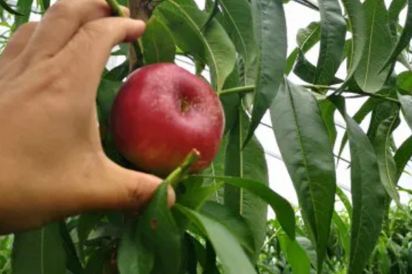 油蟠5号桃苗有什么特点，成熟时间早、果实风味甘甜