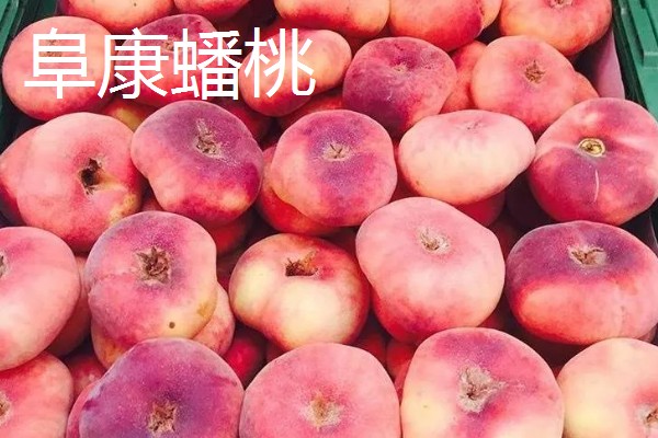 油蟠5号桃苗有什么特点，成熟时间早、果实风味甘甜