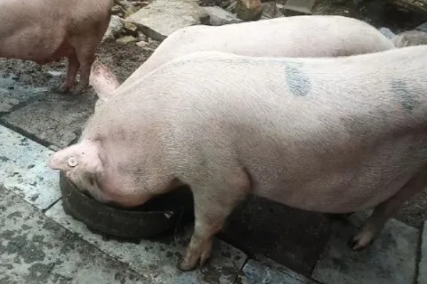 公猪的管理方法，单独饲养可避免它们互相撕咬