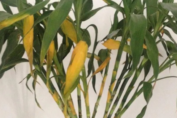 土培富贵竹的养殖方法，要定期为其施加薄肥