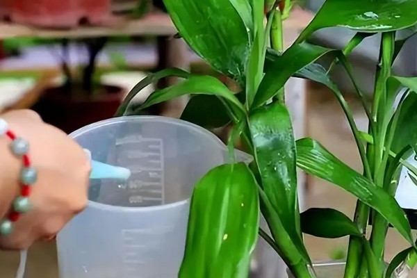 土培富贵竹的养殖方法，要定期为其施加薄肥