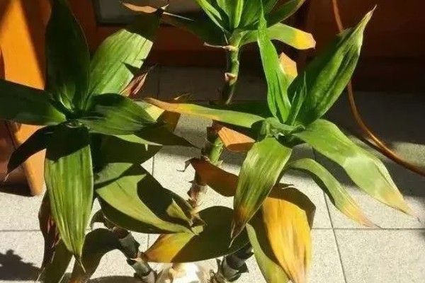 土培富贵竹的养殖方法，要定期为其施加薄肥