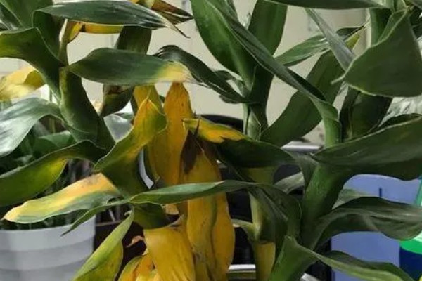 土培富贵竹的养殖方法，要定期为其施加薄肥