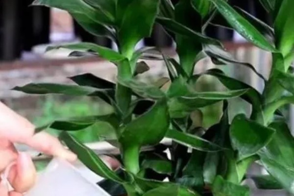 土培富贵竹的养殖方法，要定期为其施加薄肥