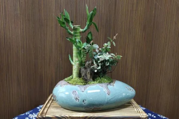 土培富贵竹的养殖方法，要定期为其施加薄肥