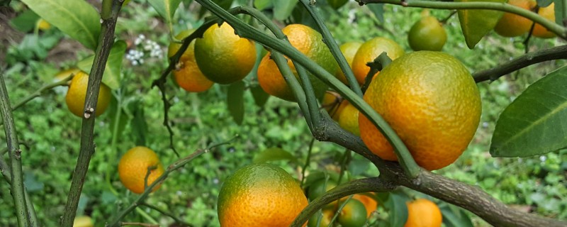柑橘黄化的原因与解决方法,可能是缺乏元素或病虫害所致