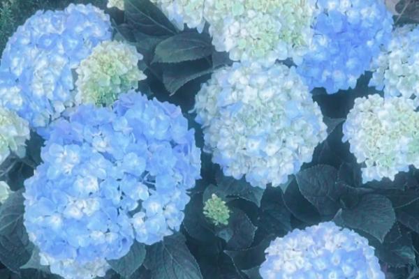 无尽夏的寓意，寓意美满团聚、美好希望等