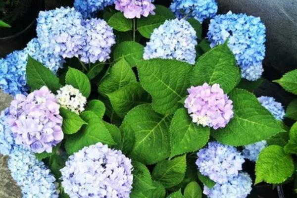 无尽夏的寓意，寓意美满团聚、美好希望等