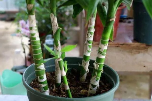 土培富贵竹的养殖方法，要定期为其施加薄肥