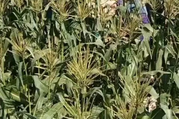 玉米笋的产地，主产于山东、福建、江苏等省份