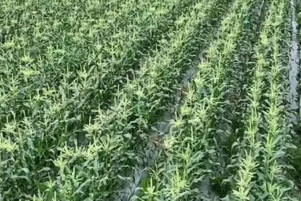 玉米笋的产地，主产于山东、福建、江苏等省份