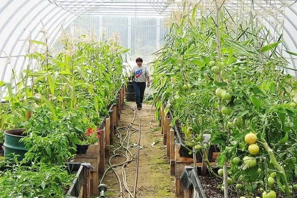 玉米笋的产地，主产于山东、福建、江苏等省份