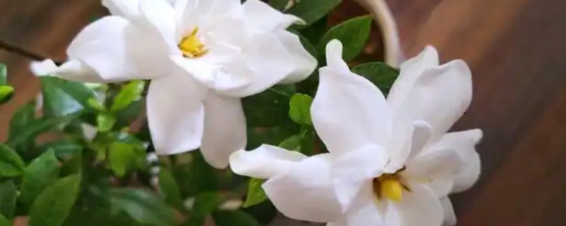 栀子花如何移栽，梅雨季节进行移栽为佳
