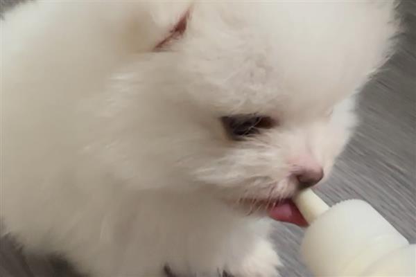 小奶狗吃什么，建议喂食宠物专用的羊奶粉