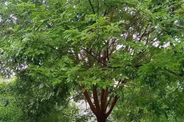 国槐是被子植物吗，国槐是被子植物