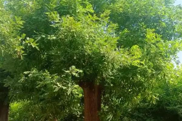 国槐是被子植物吗，国槐是被子植物