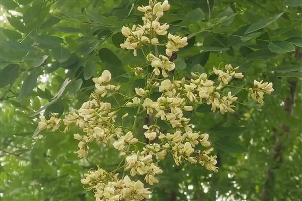 国槐是被子植物吗，国槐是被子植物