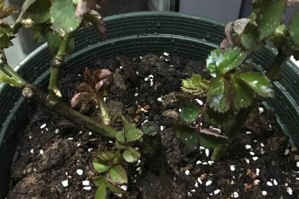 怎么养龙沙宝石小苗，将温度控制在25℃左右