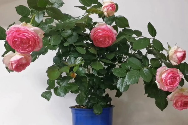 怎么养龙沙宝石小苗，将温度控制在25℃左右