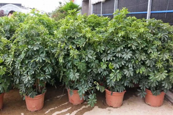 怎么种摇钱树，喜欢温暖且湿润的环境
