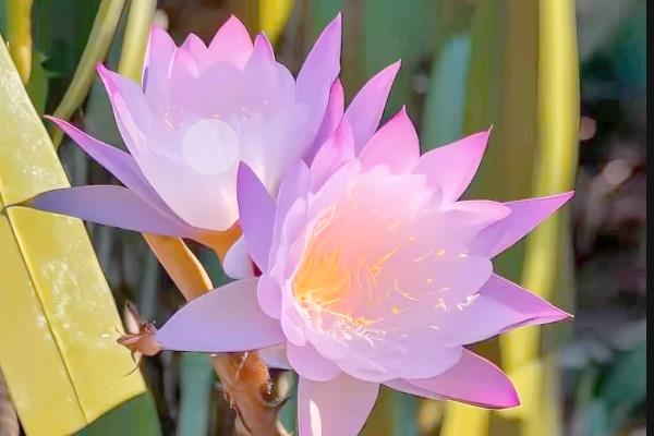 让并蒂莲开花的方法，生长期和花期放在向阳处养护