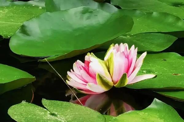 让并蒂莲开花的方法，生长期和花期放在向阳处养护