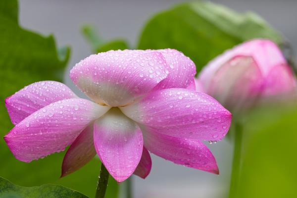 让并蒂莲开花的方法，生长期和花期放在向阳处养护