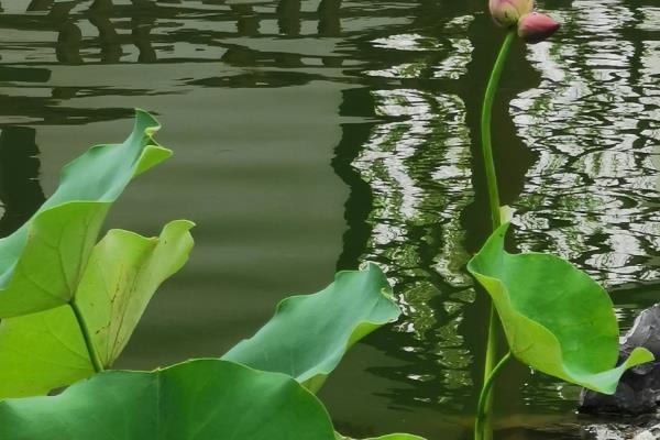 让并蒂莲开花的方法，生长期和花期放在向阳处养护