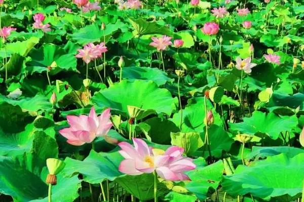 让并蒂莲开花的方法，生长期和花期放在向阳处养护