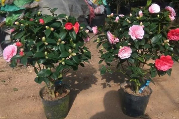 如何养殖五色赤丹茶花，将温度保持在20-32℃可加快生长速度