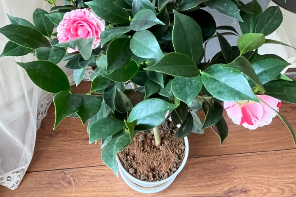 如何养殖五色赤丹茶花，将温度保持在20-32℃可加快生长速度