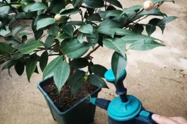 如何养殖五色赤丹茶花，将温度保持在20-32℃可加快生长速度
