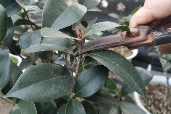 如何养殖五色赤丹茶花，将温度保持在20-32℃可加快生长速度