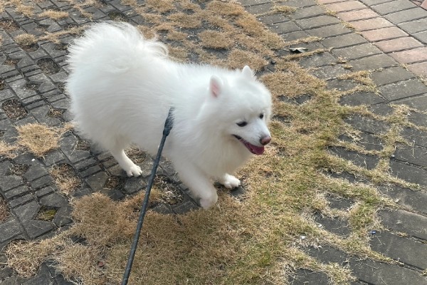 银狐犬如何饲养，每天要准备营养丰富可口的食物