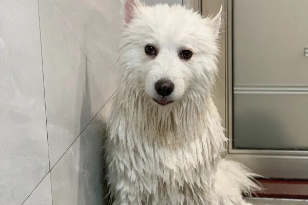 银狐犬如何饲养，每天要准备营养丰富可口的食物