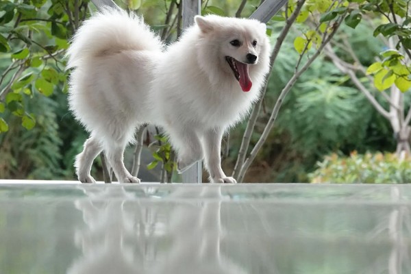 银狐犬如何饲养，每天要准备营养丰富可口的食物