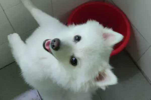 银狐犬如何饲养，每天要准备营养丰富可口的食物