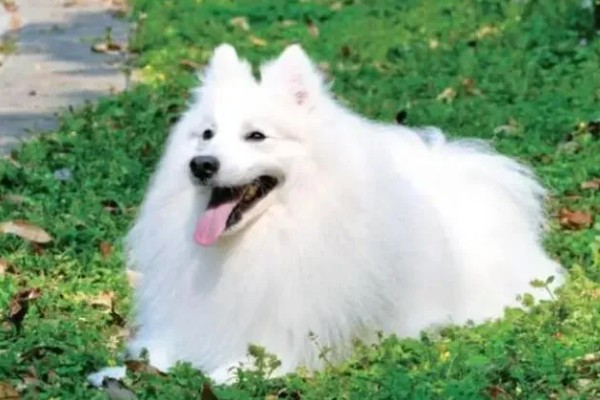 银狐犬如何饲养，每天要准备营养丰富可口的食物
