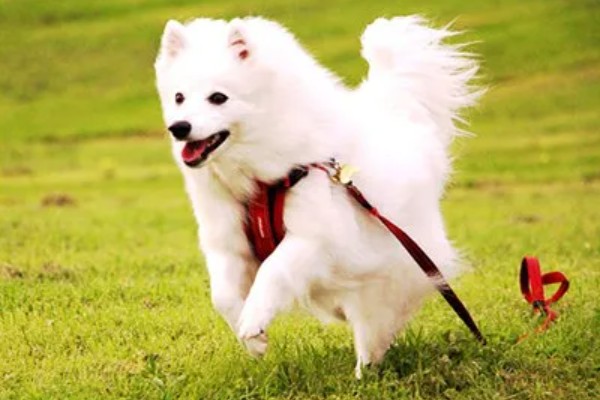 银狐犬如何饲养，每天要准备营养丰富可口的食物