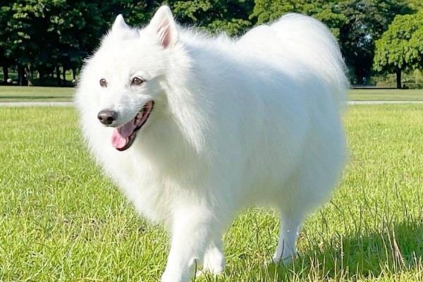 银狐犬如何饲养，每天要准备营养丰富可口的食物