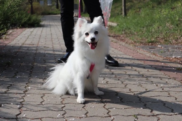 银狐犬如何饲养，每天要准备营养丰富可口的食物