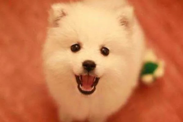银狐犬如何饲养，每天要准备营养丰富可口的食物