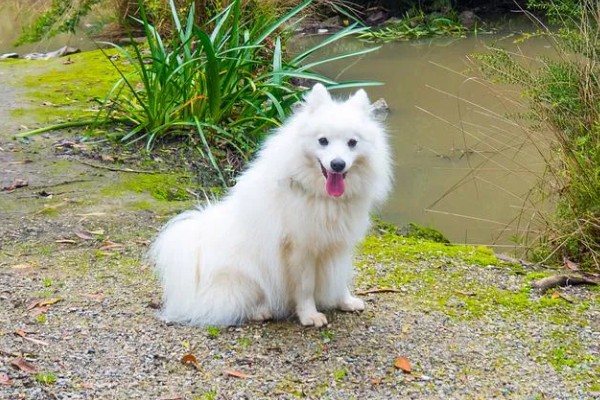 银狐犬如何饲养，每天要准备营养丰富可口的食物