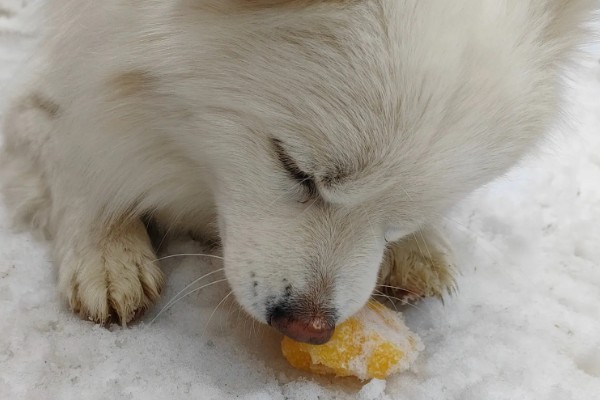 银狐犬如何饲养，每天要准备营养丰富可口的食物