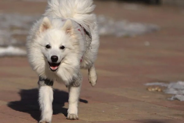 银狐犬如何饲养，每天要准备营养丰富可口的食物
