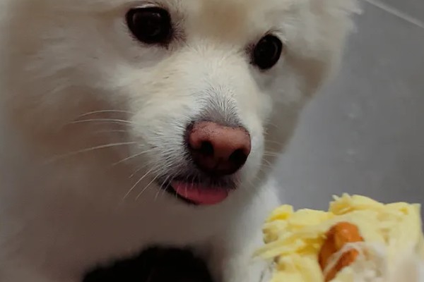银狐犬如何饲养，每天要准备营养丰富可口的食物