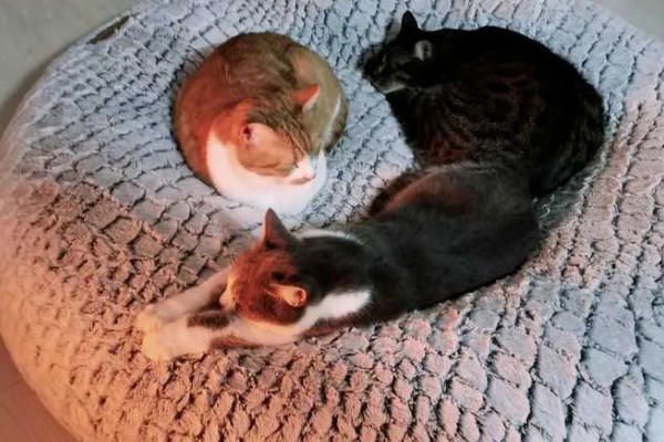 猫咪食欲下降的原因，食物不适口、天气炎热等因素均会造成