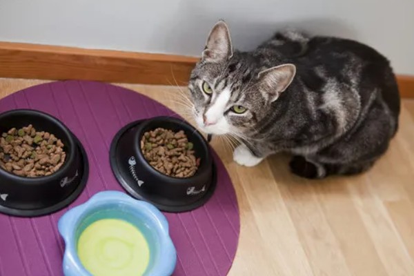 猫咪食欲下降的原因，食物不适口、天气炎热等因素均会造成